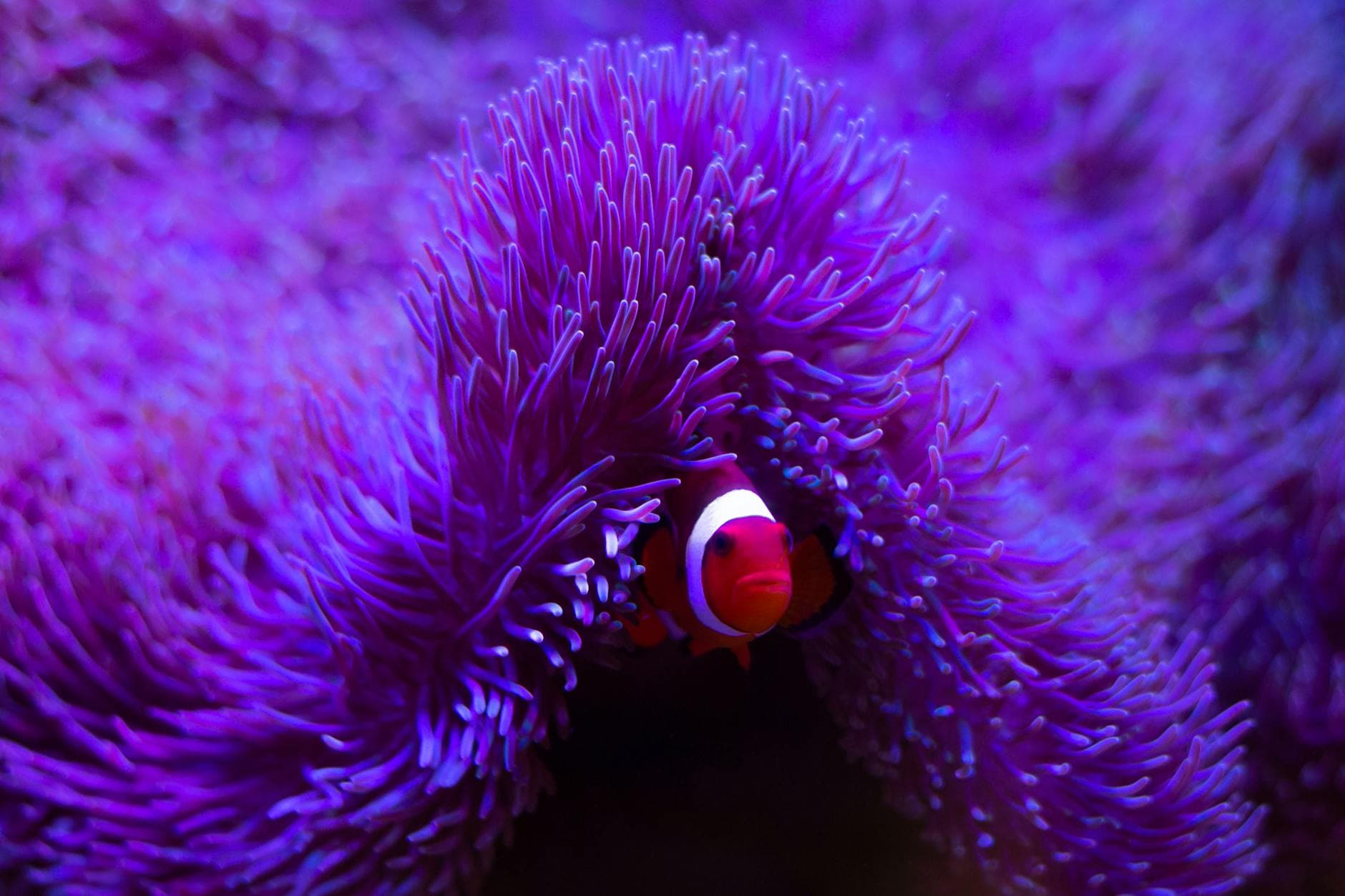 Marine biology