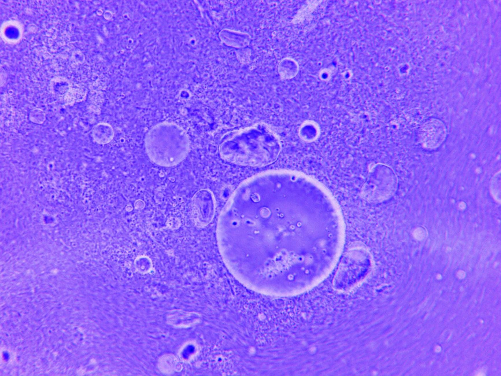 Cell microscopy